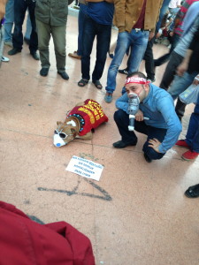 Even dogs have gas masks... ;-)